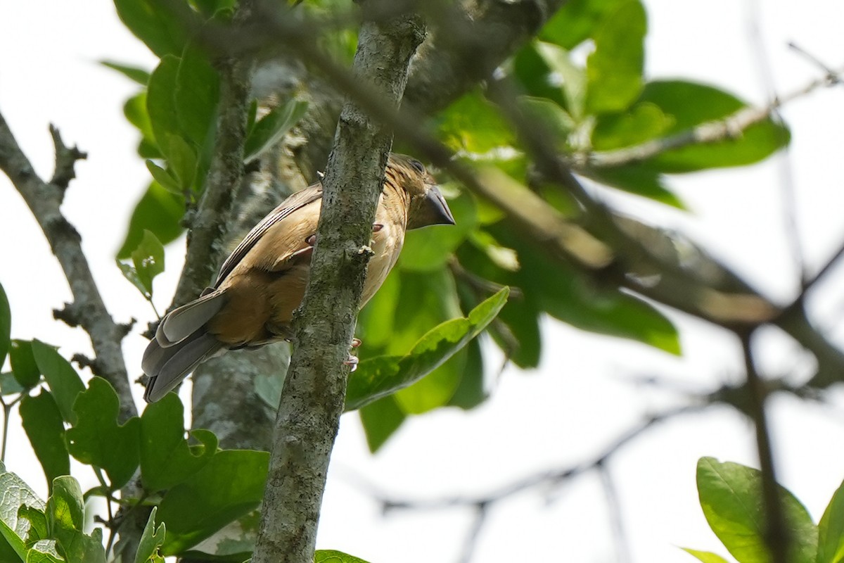 Thick-billed Seed-Finch - ML590804381