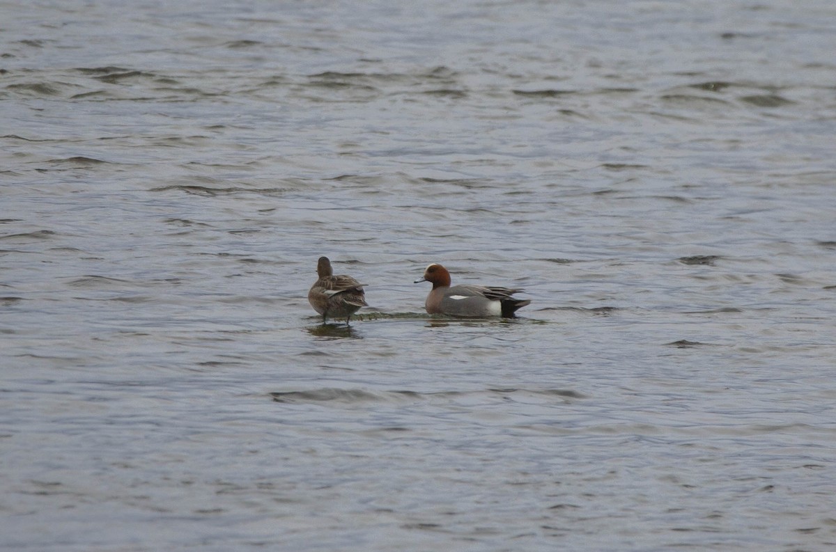 Eurasian Wigeon - ML590805271