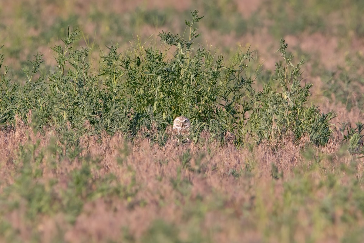 Burrowing Owl - Quinn Diaz