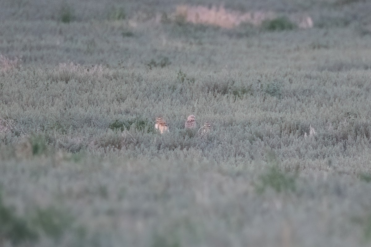 Burrowing Owl - ML590805361