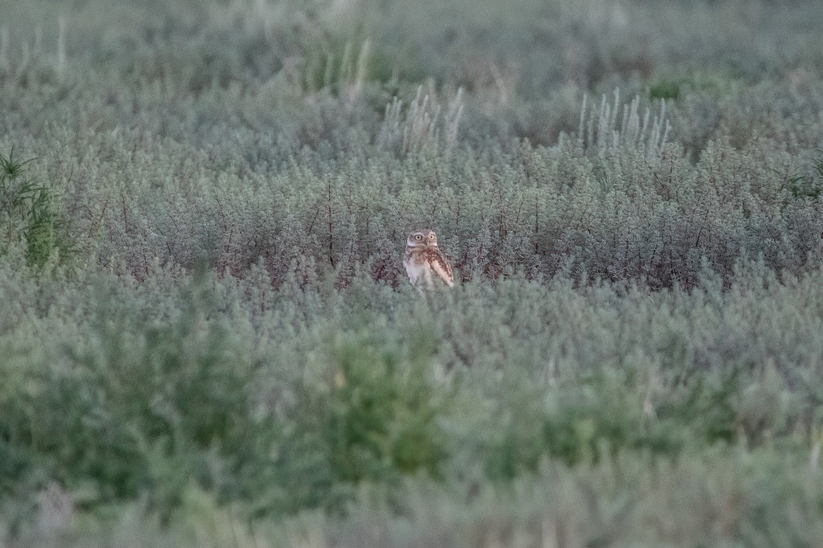 Burrowing Owl - Quinn Diaz