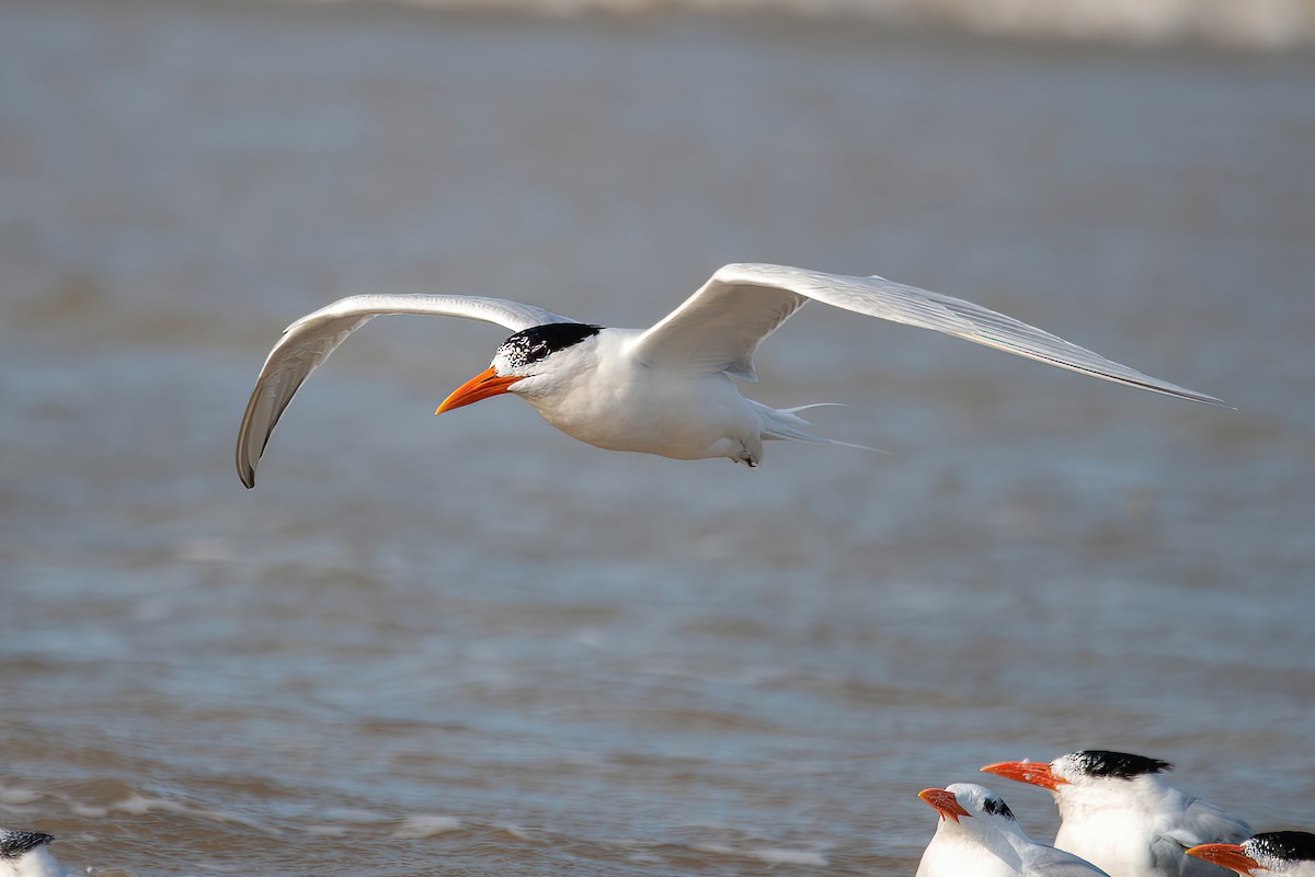 Royal Tern - Raphael Kurz -  Aves do Sul