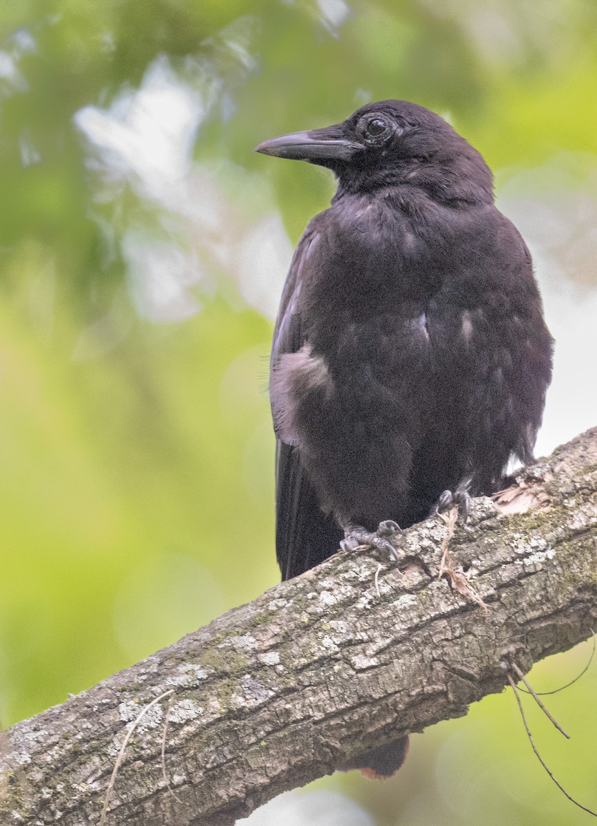 American Crow - ML590806451