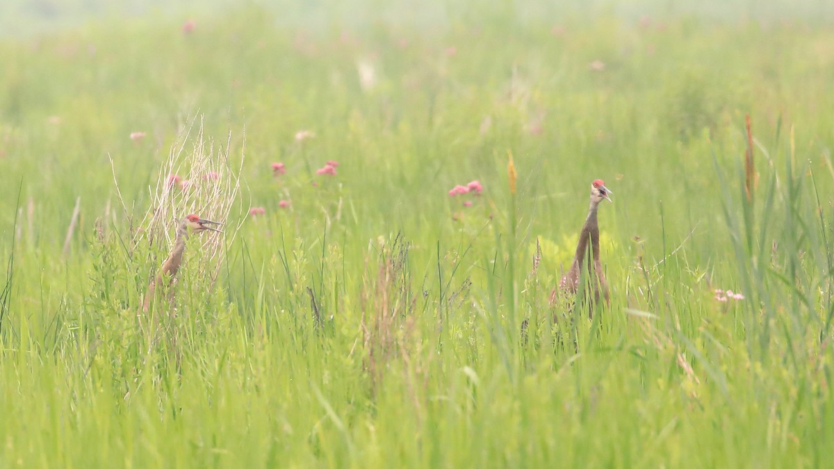 Sandhill Crane - Mario St-Gelais