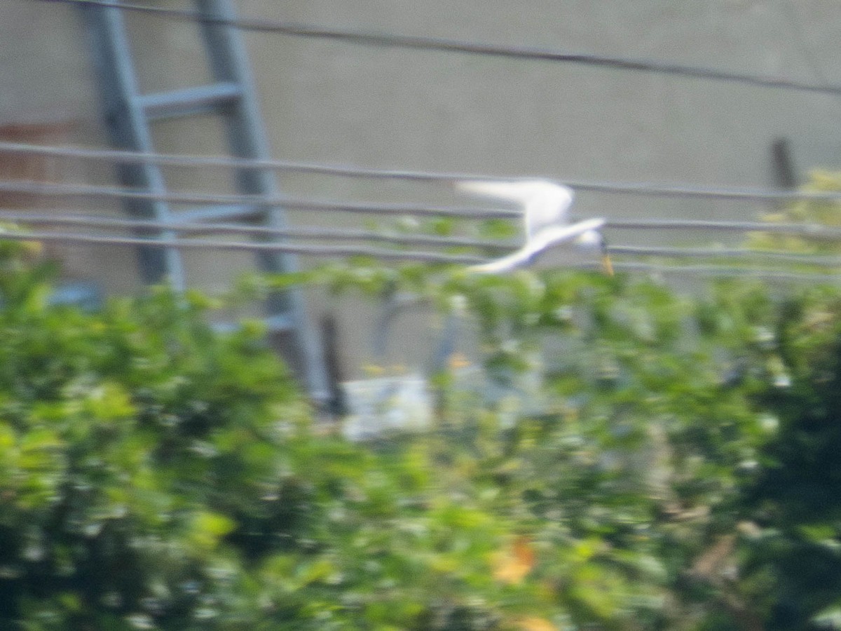 Least Tern - ML590808321