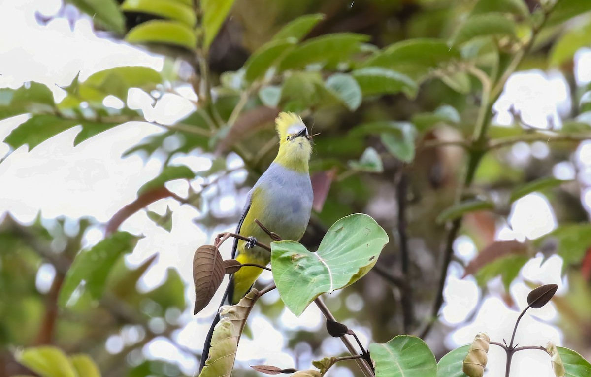 Long-tailed Silky-flycatcher - ML590810201