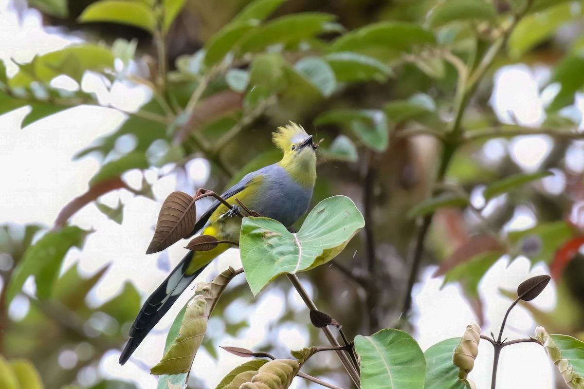 Long-tailed Silky-flycatcher - Scott Timmer