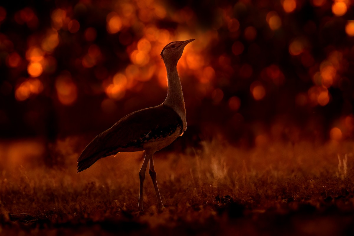 Australian Bustard - ML590811081