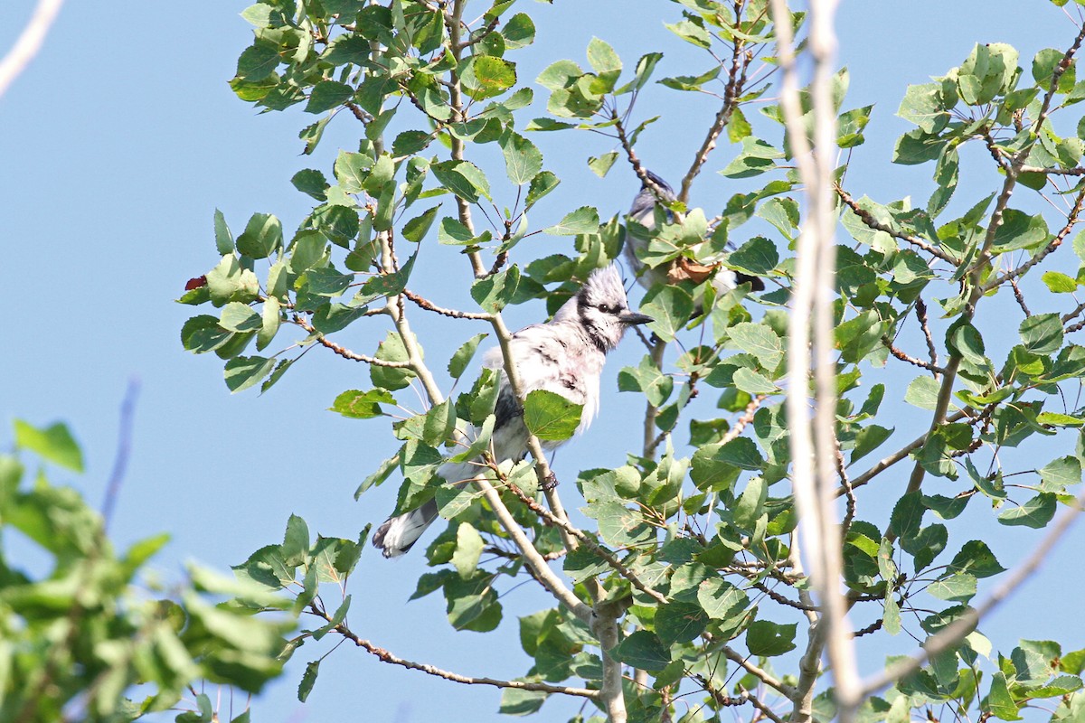 Blue Jay - ML590811971