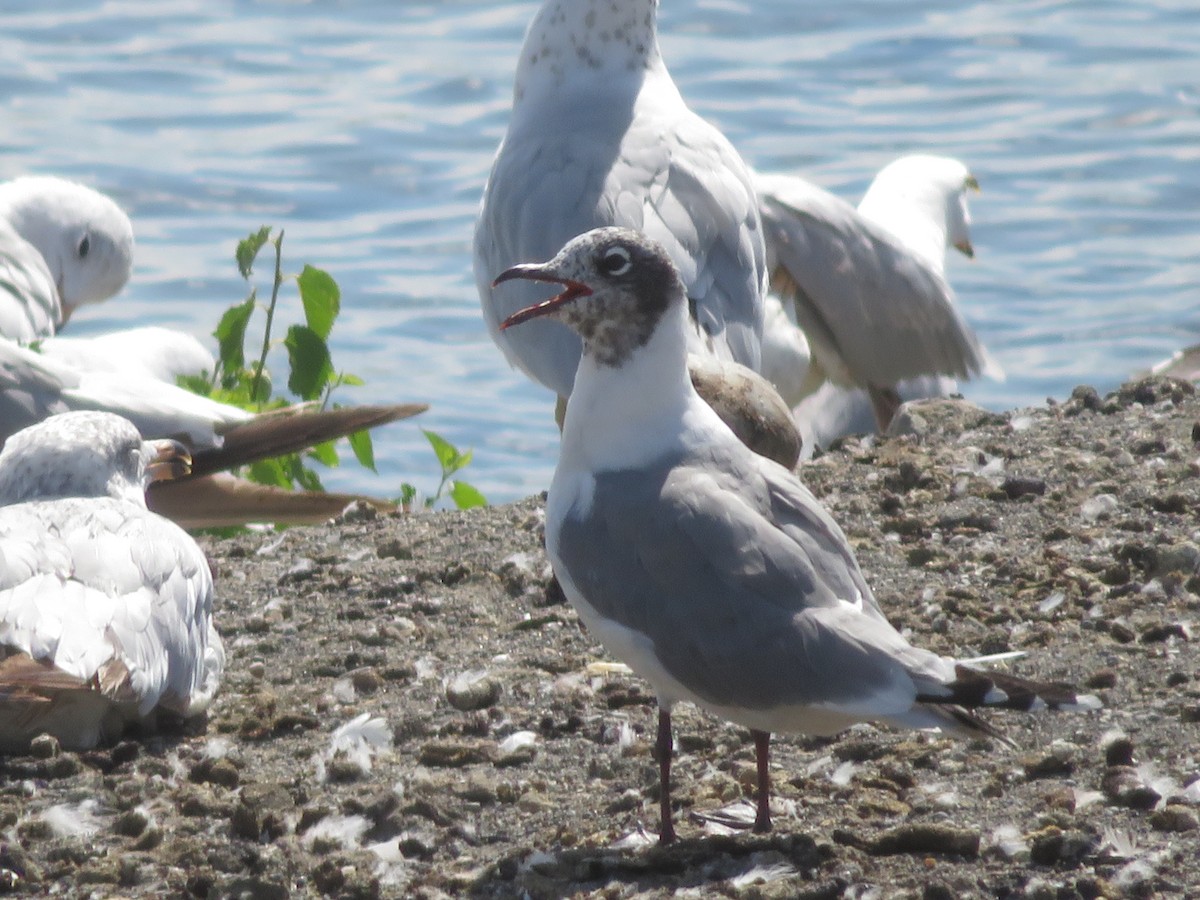 Franklin's Gull - ML590812101