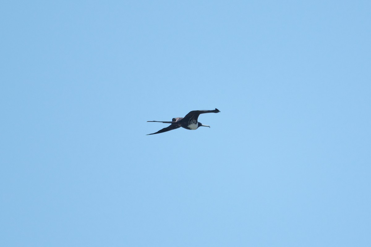 Magnificent Frigatebird - ML590813321