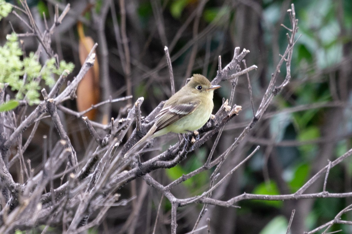 Western Flycatcher (Pacific-slope) - ML590813771