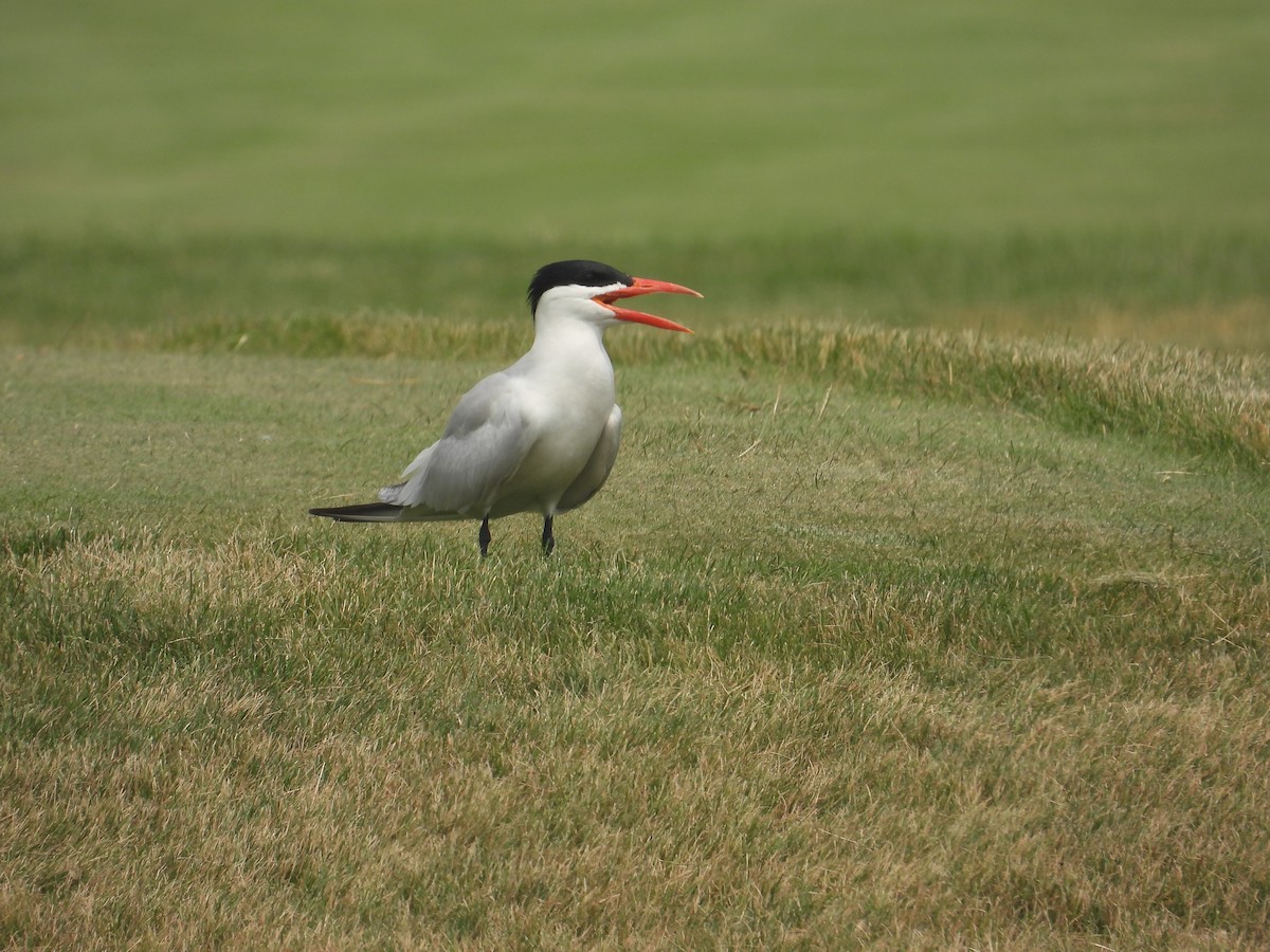 Caspian Tern - ML590816071