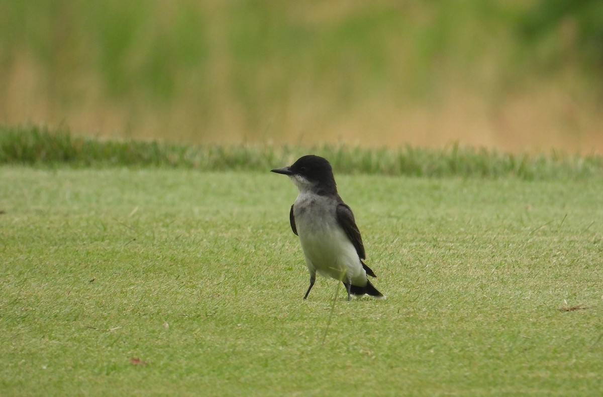 Eastern Kingbird - ML590816141