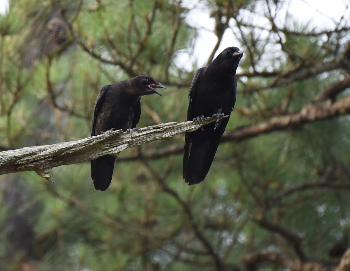 American Crow - ML590816311