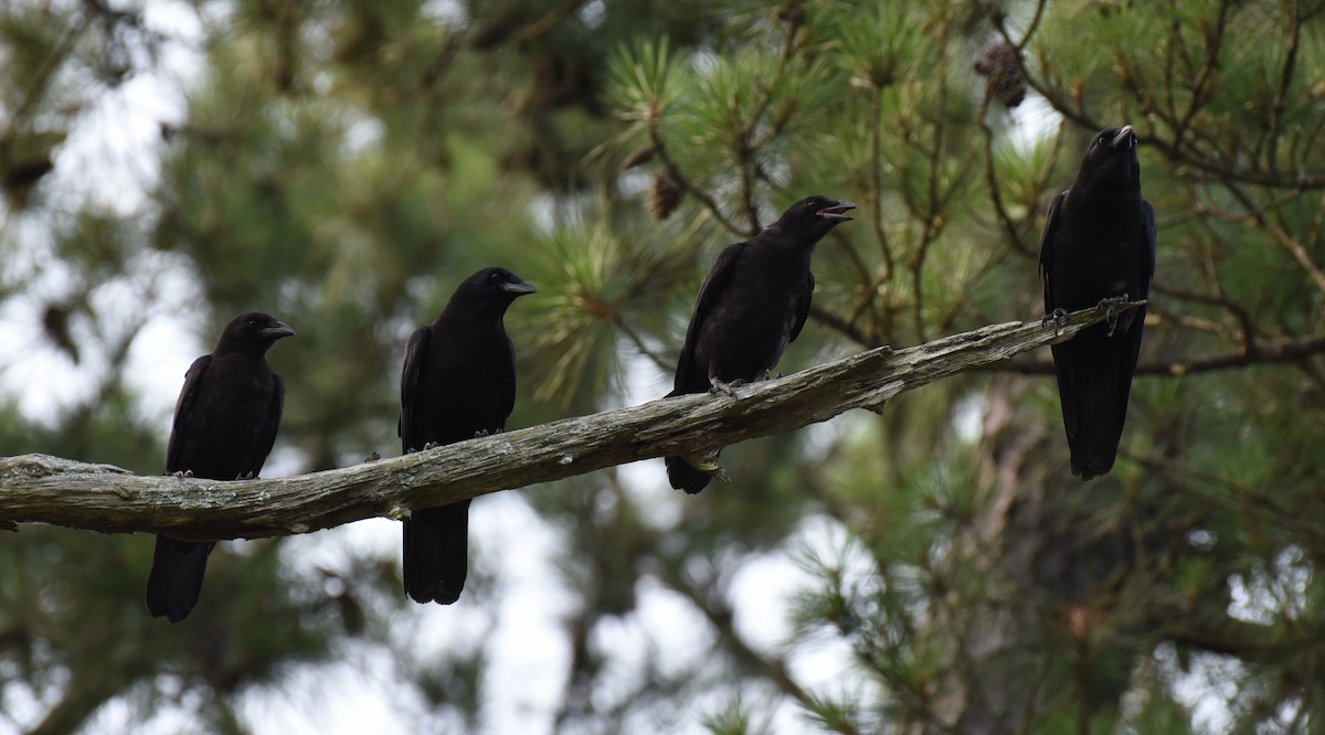 American Crow - ML590816321