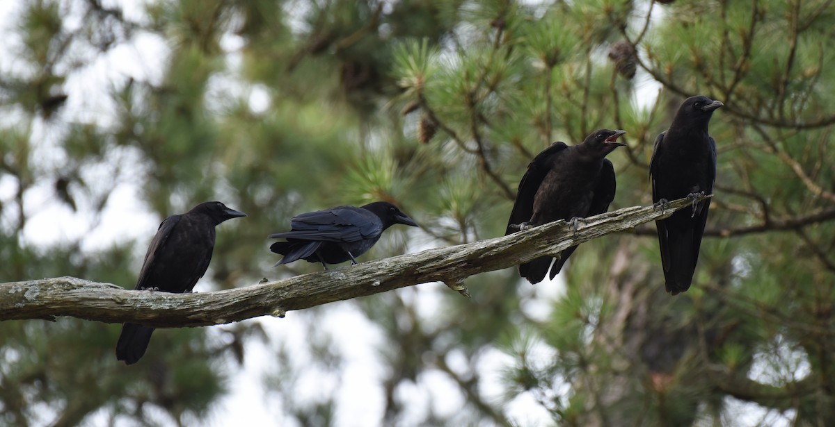 American Crow - Mary Hays