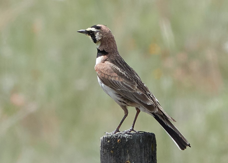 Horned Lark - ML590816961