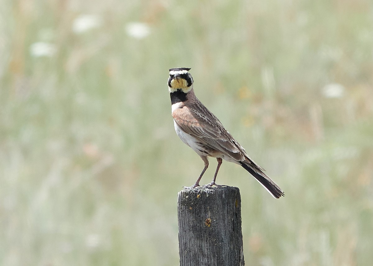 Horned Lark - ML590817061