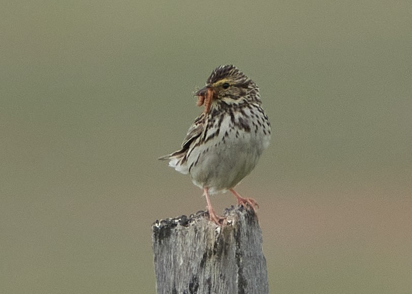 Savannah Sparrow - Evan Thomas