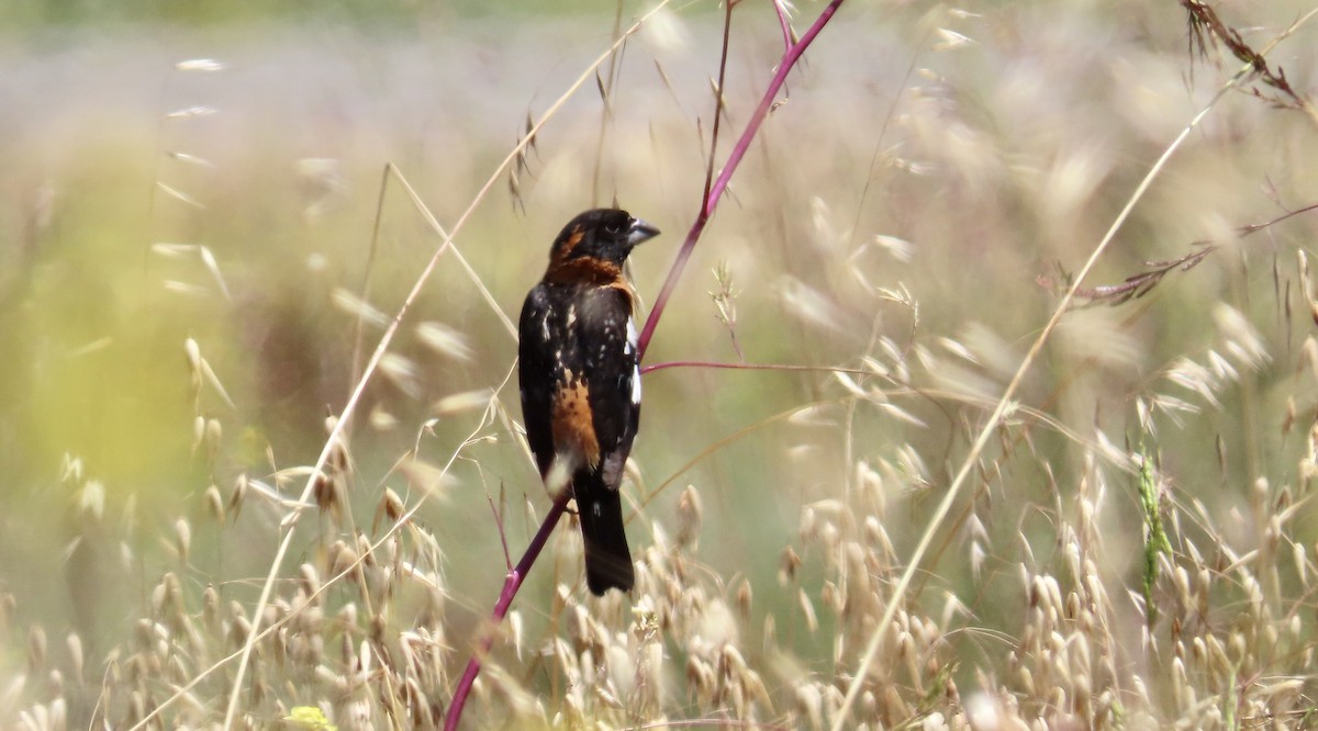 Cardinal à tête noire - ML590819021