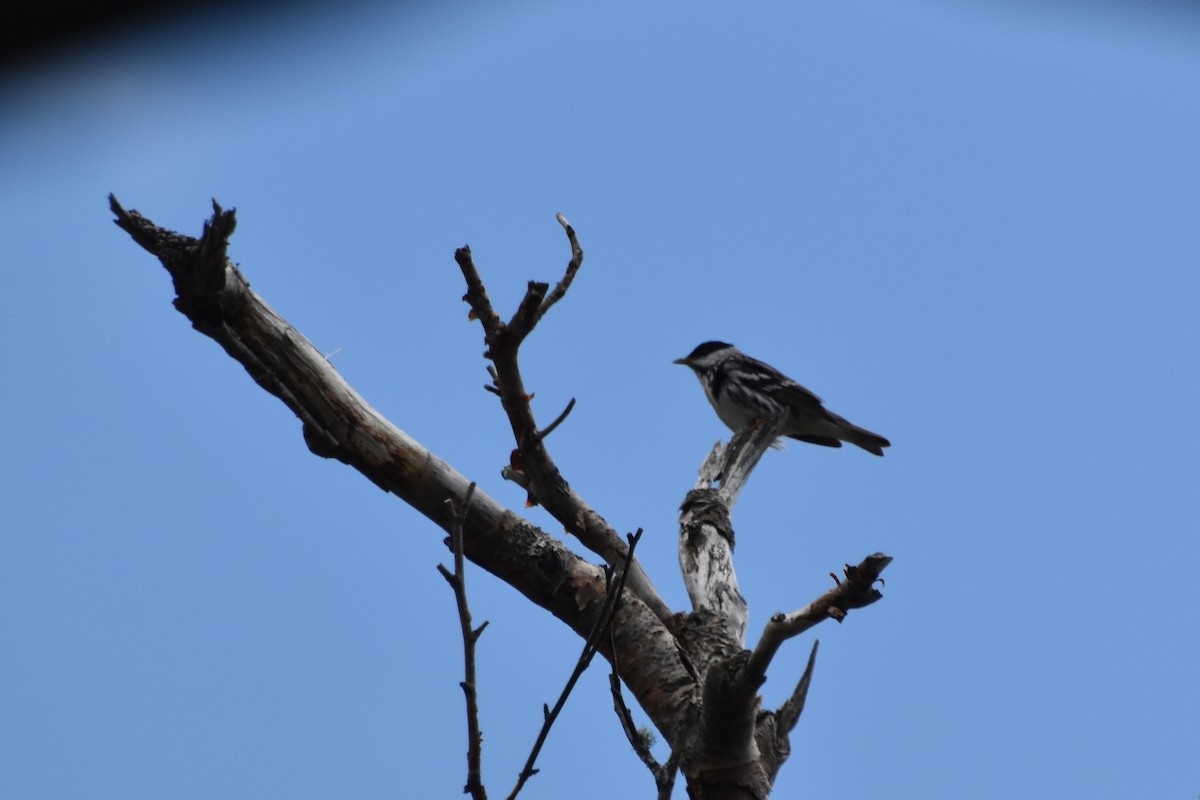 Blackpoll Warbler - ML590819111