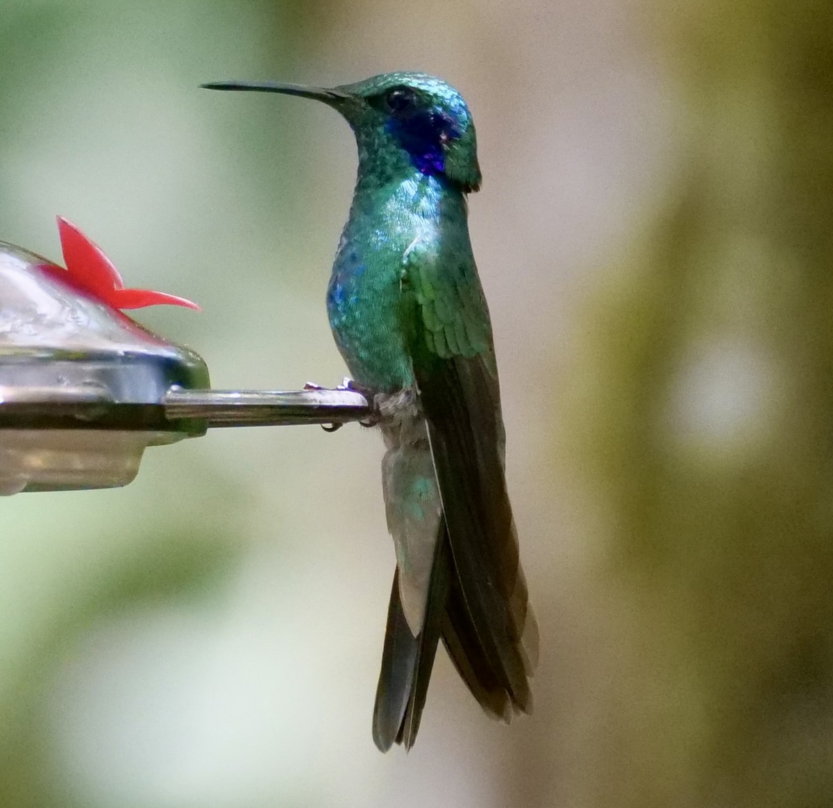 kolibřík modrouchý - ML590819161