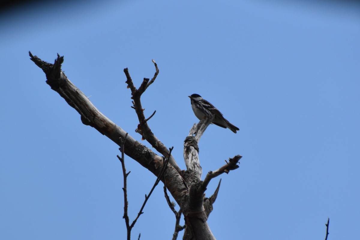 Blackpoll Warbler - ML590819361