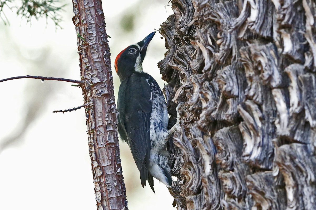 Acorn Woodpecker - Richard Fray