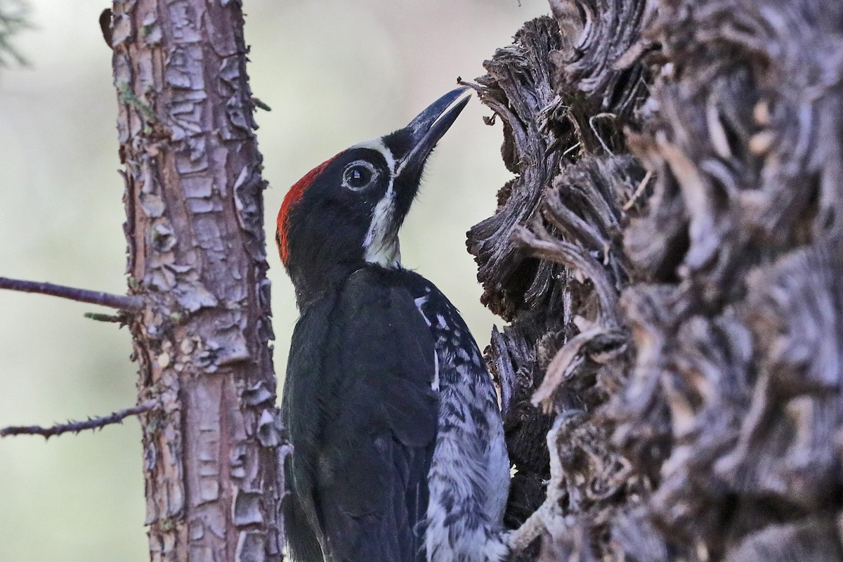 Acorn Woodpecker - Richard Fray