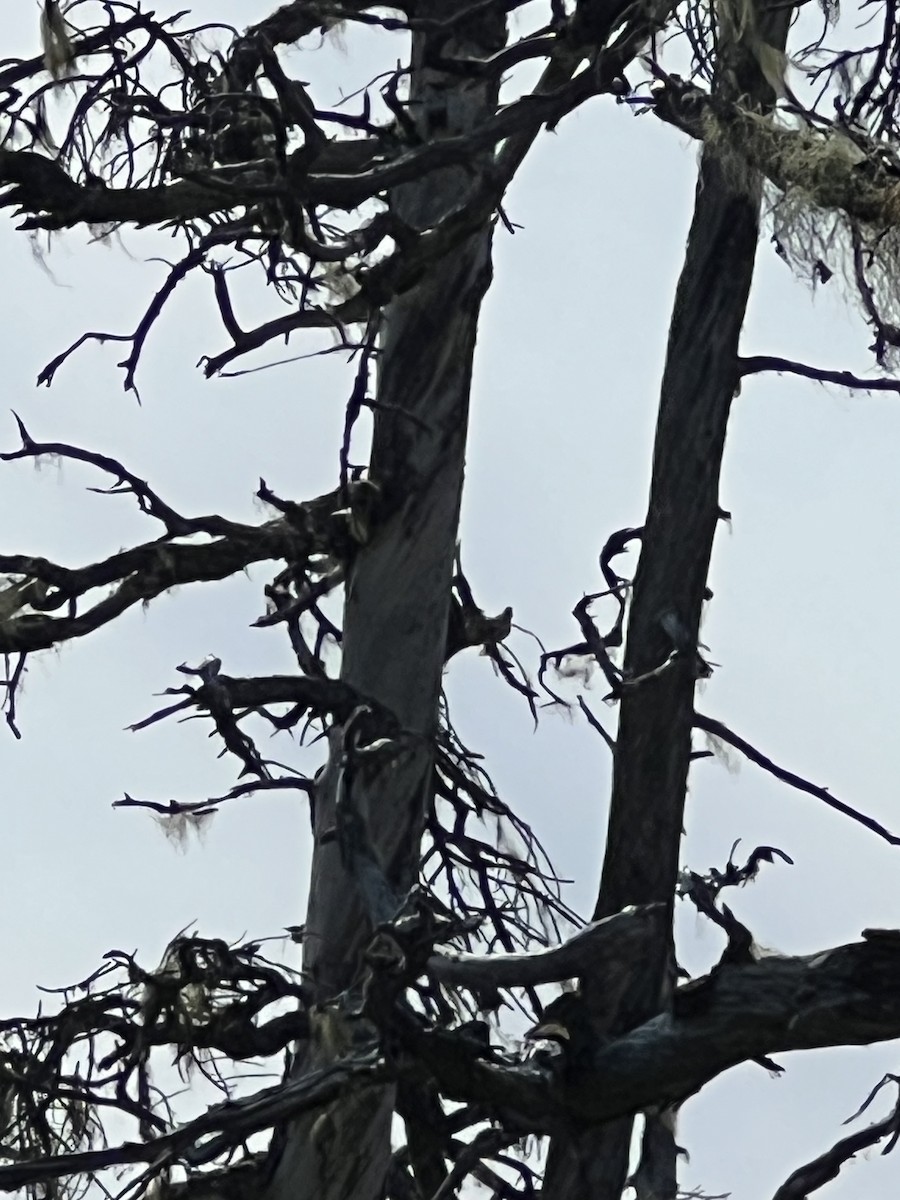 Tennessee Warbler - ML590821581