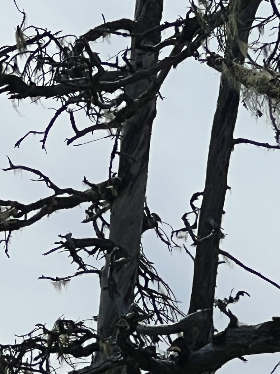 Tennessee Warbler - ML590821591