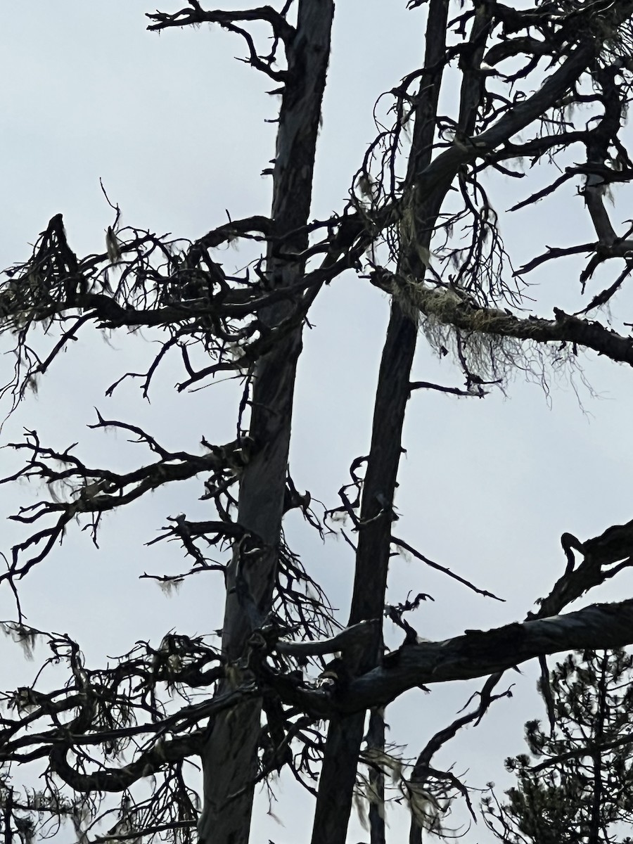 Tennessee Warbler - ML590821601