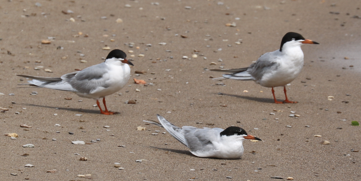 Forster's Tern - ML590822171