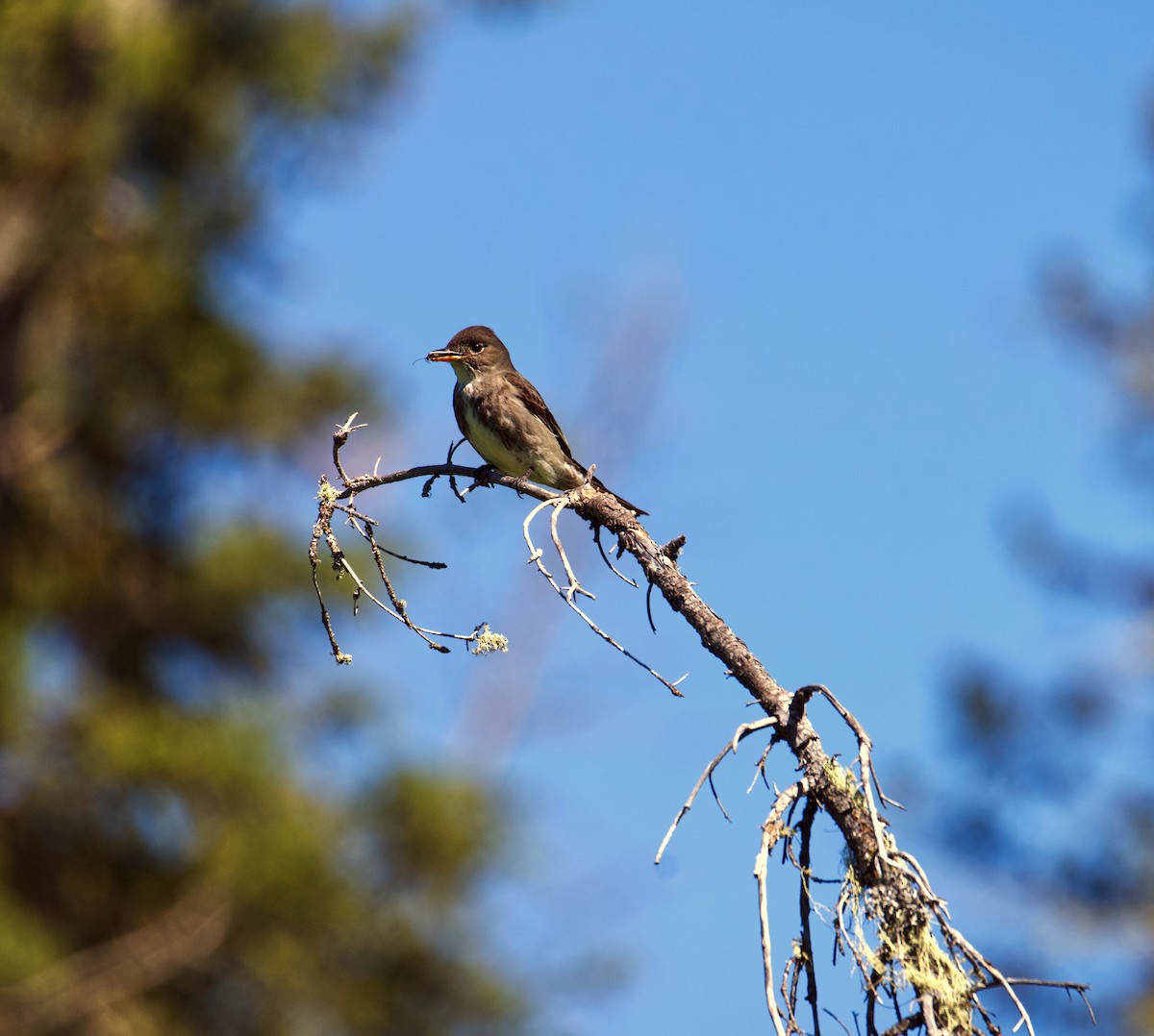 Olive-sided Flycatcher - ML590822221