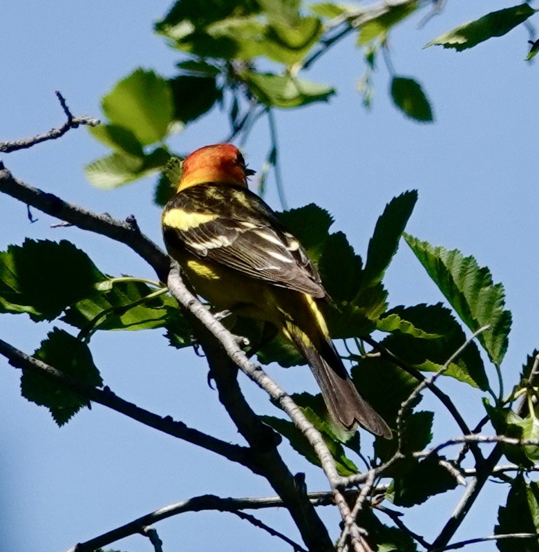 Piranga à tête rouge - ML590822281