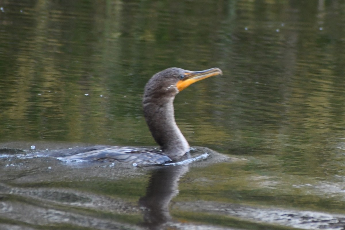 Double-crested Cormorant - ML590822431