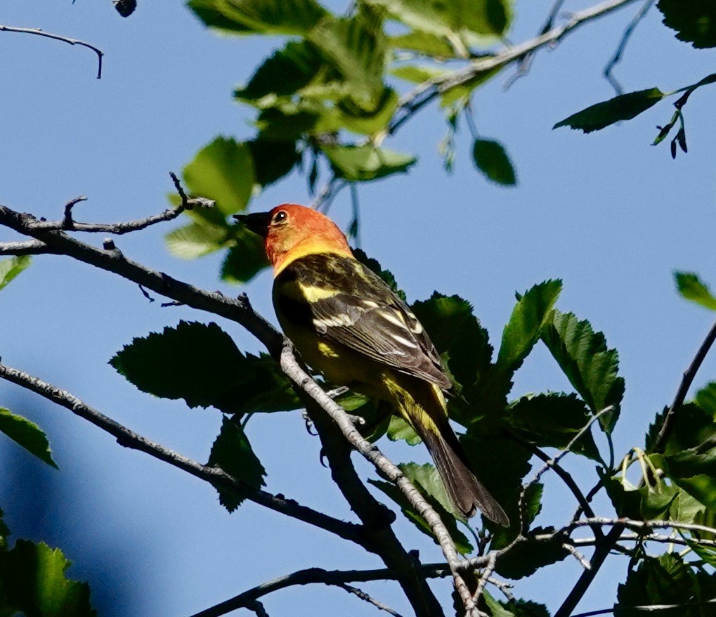 Piranga à tête rouge - ML590822551