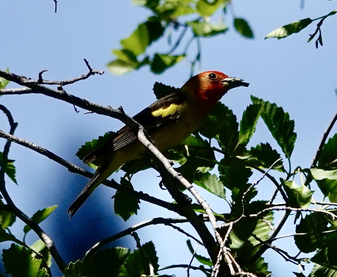 Piranga à tête rouge - ML590822871