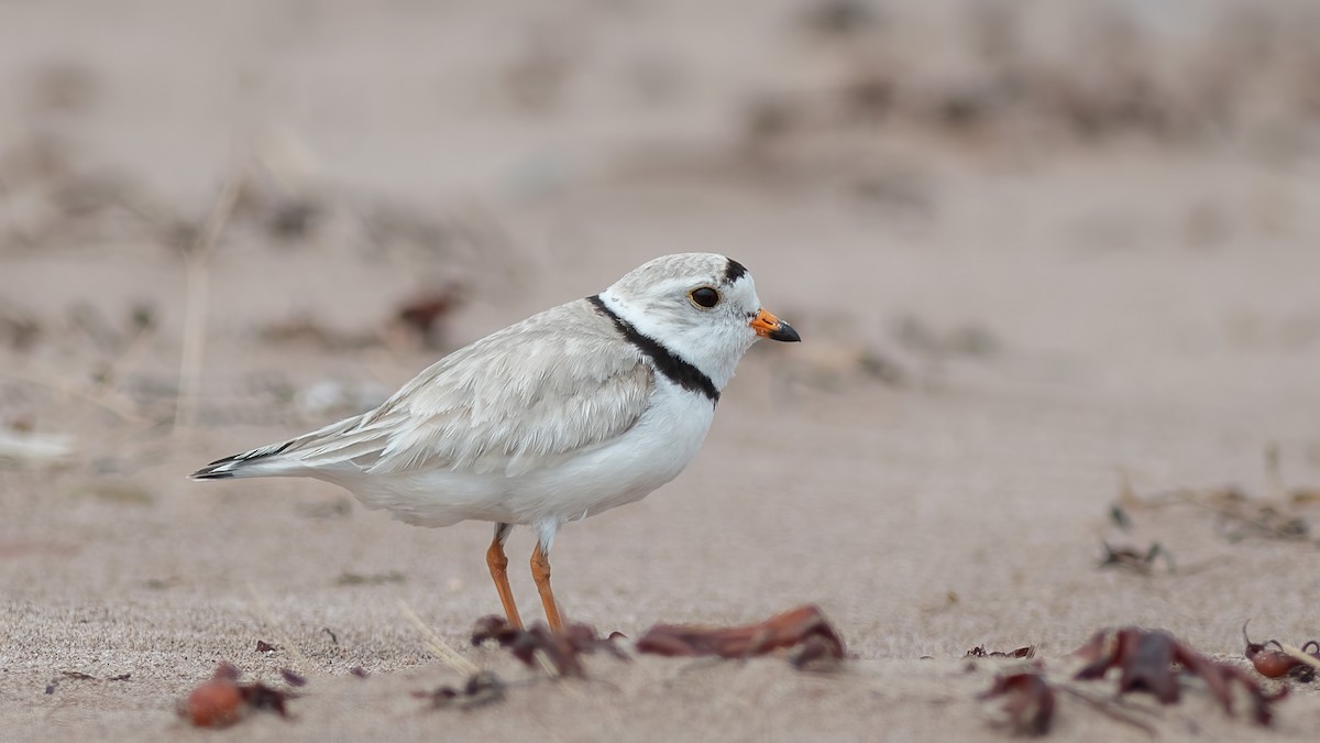 Piping Plover - Denise Boudreau