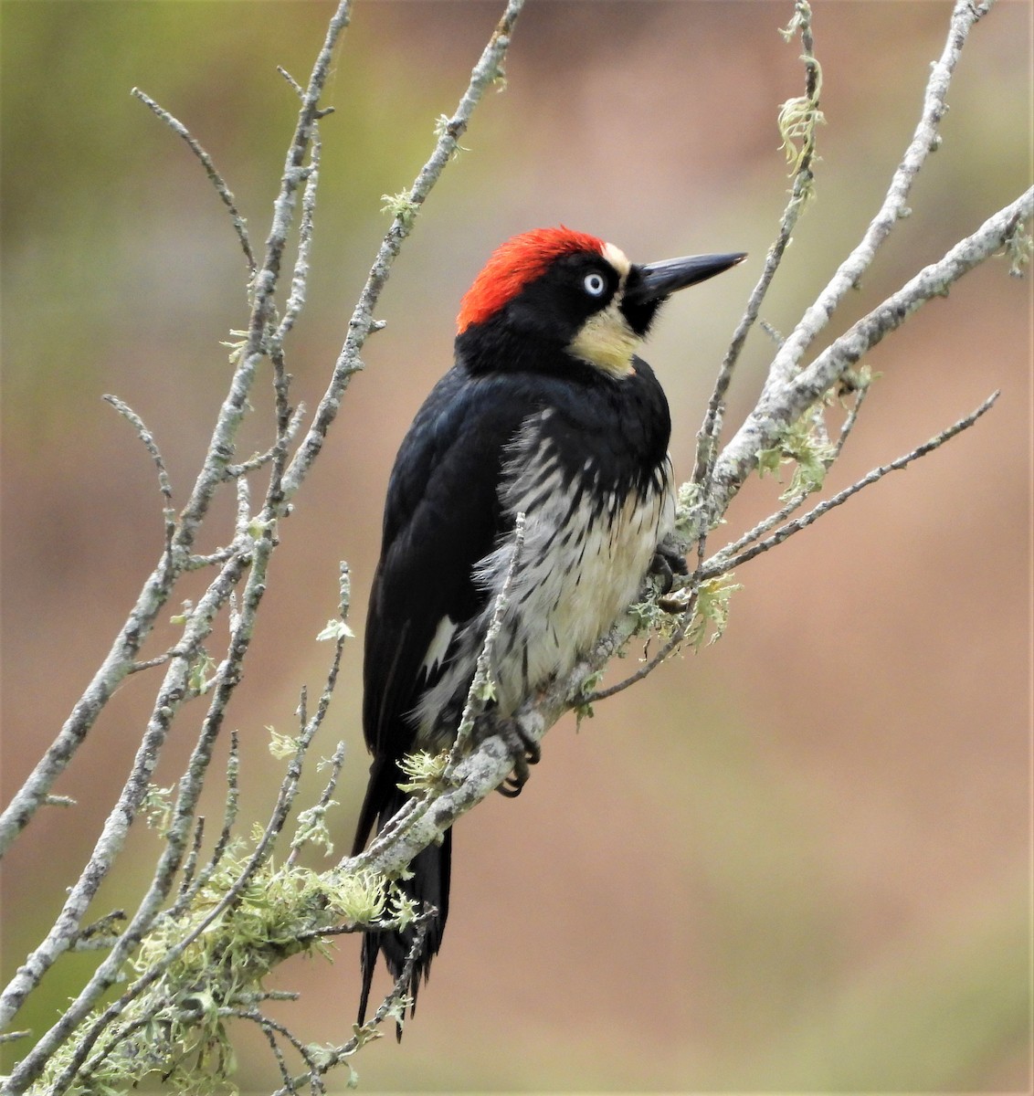 Acorn Woodpecker - Lynn Scarlett