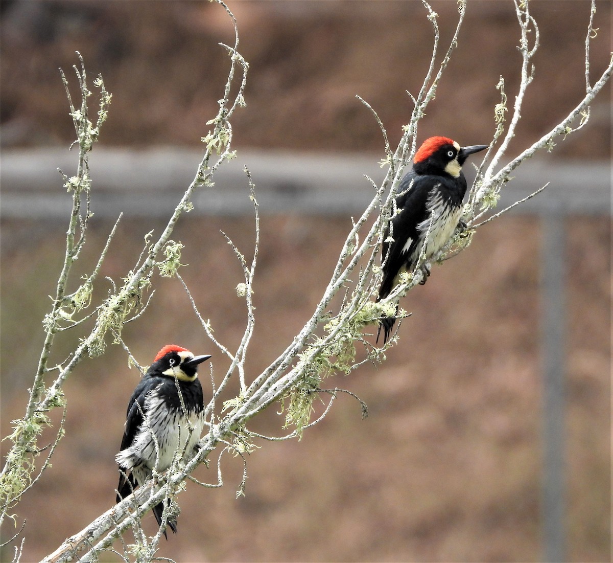 Acorn Woodpecker - ML590823091