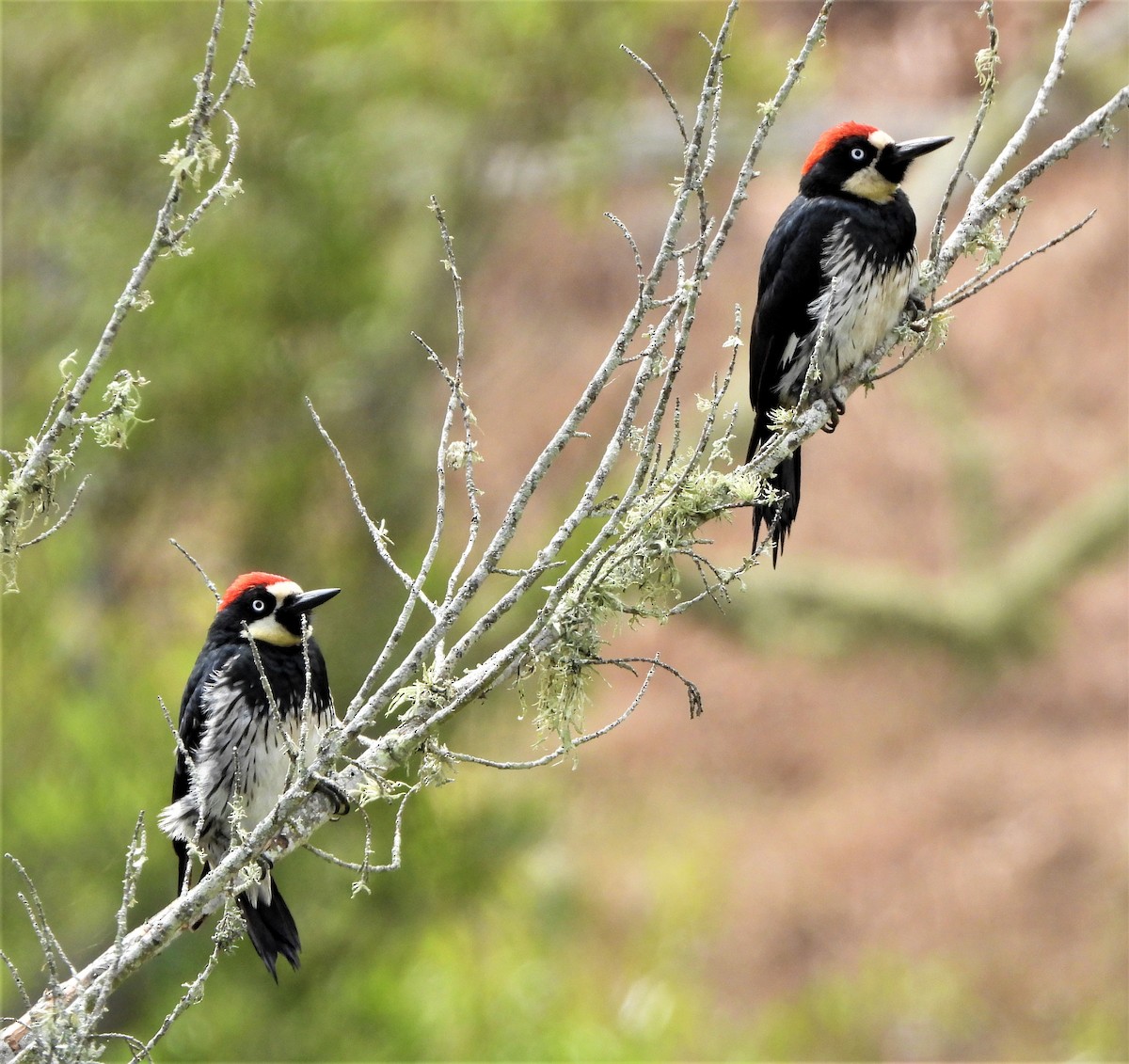 Acorn Woodpecker - ML590823101