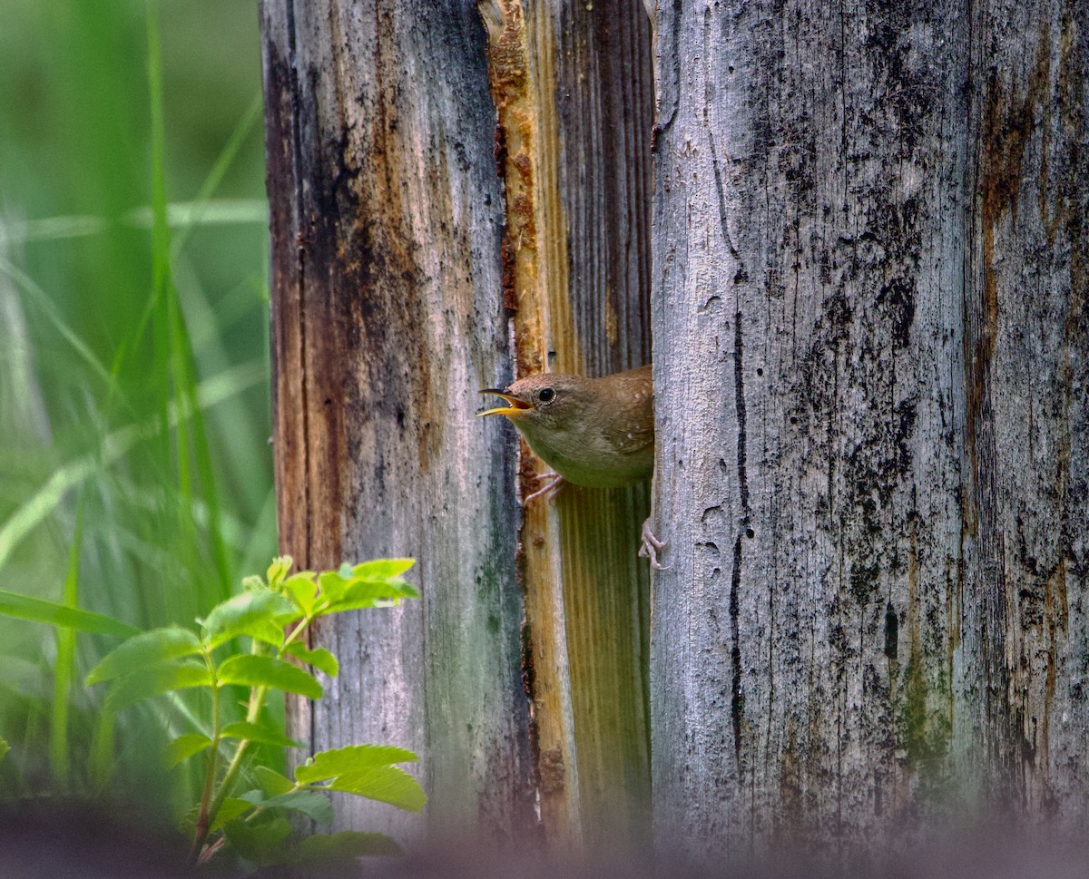 Pacific Wren - ML590823221