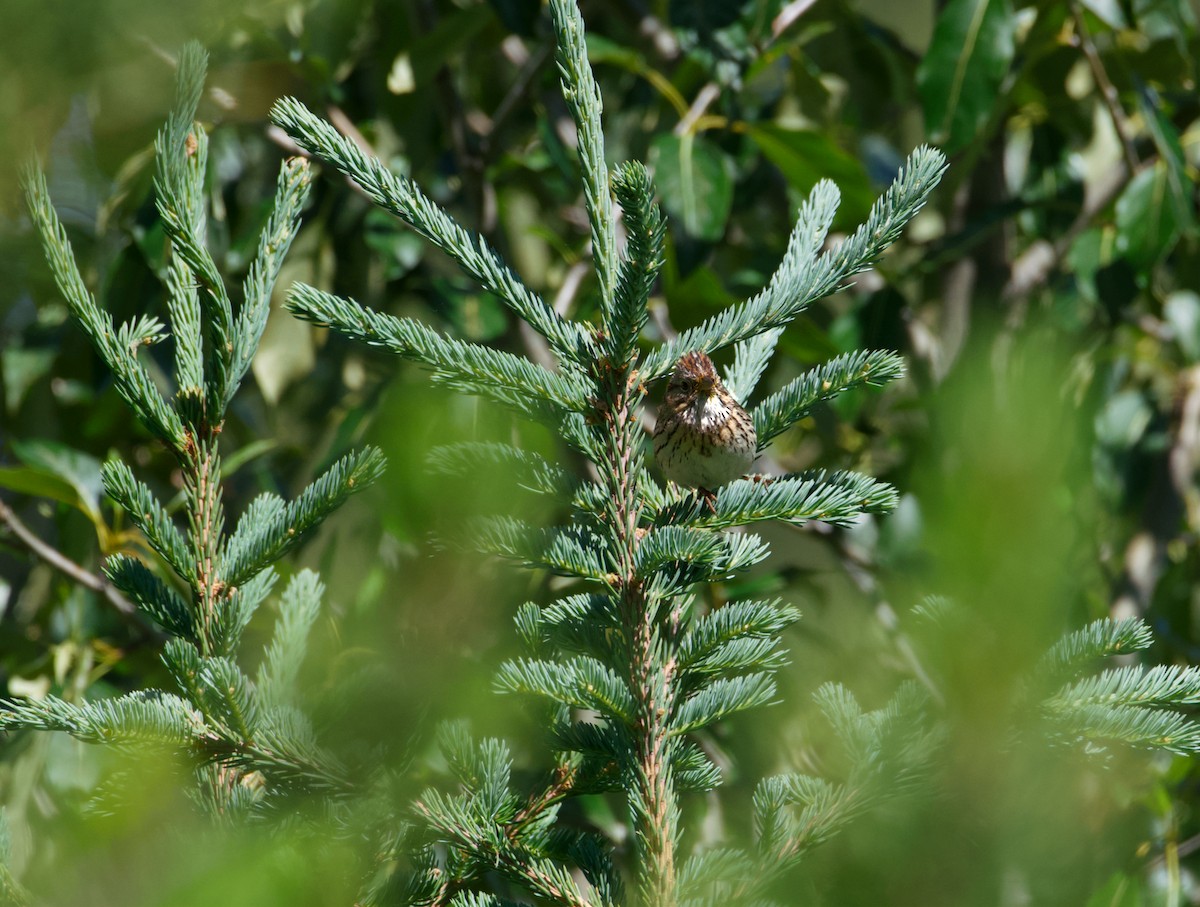 Lincoln's Sparrow - ML590823891