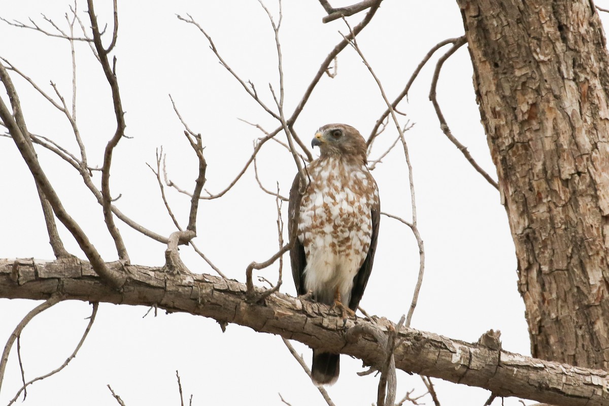 Broad-winged Hawk (Northern) - Julie Ibarra