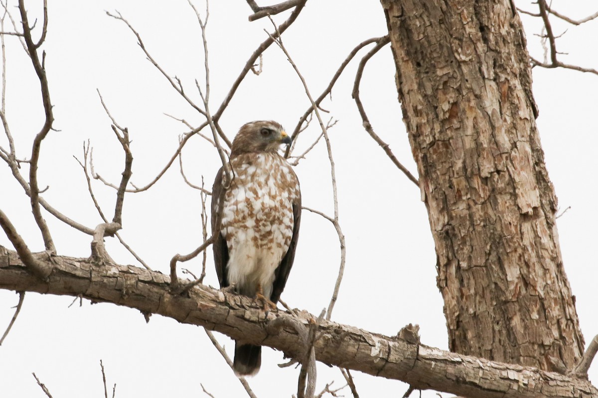 Broad-winged Hawk (Northern) - Julie Ibarra