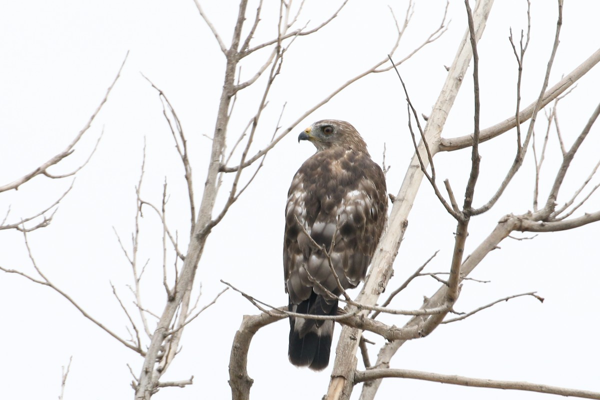 Канюк ширококрилий (підвид platypterus) - ML590824381