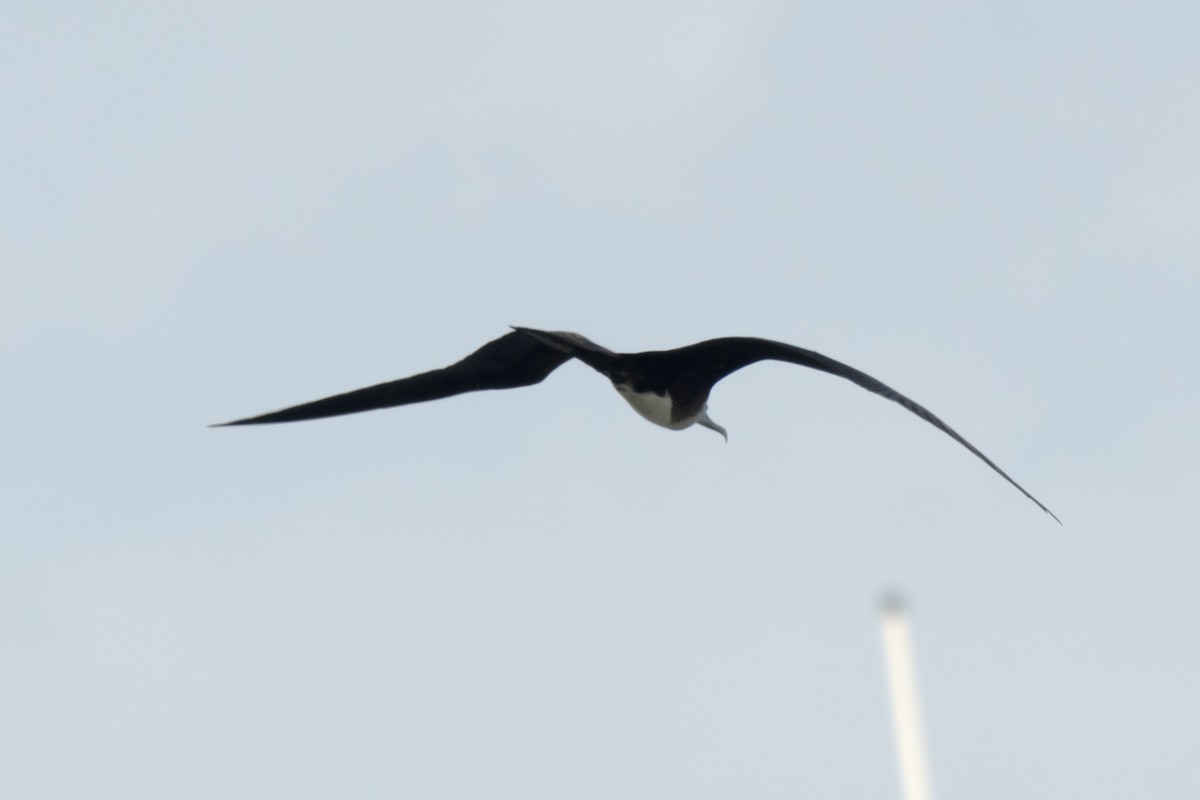 Magnificent Frigatebird - ML590824621