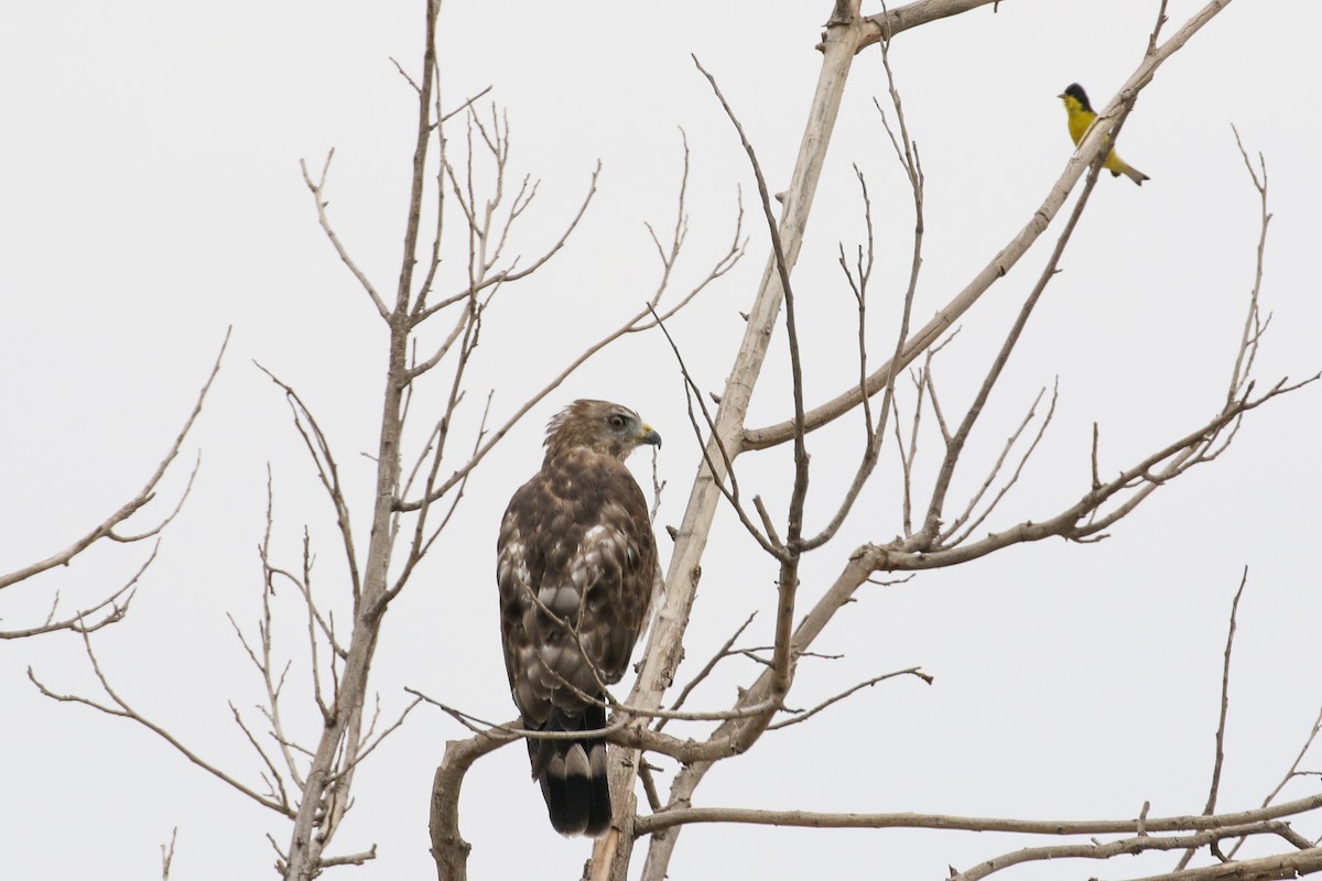 Geniş Kanatlı Şahin (platypterus) - ML590824961